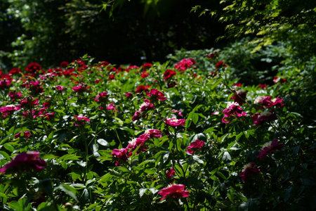 Flowerbed with red roses in the garden. Selective focus.の写真素材