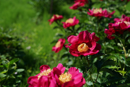 Beautiful red peony flowers in the garden. Nature background.の写真素材