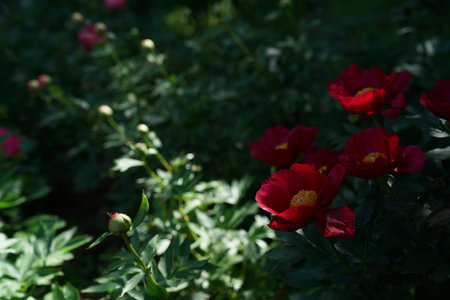 Beautiful red peony flowers in the garden on a spring dayの写真素材