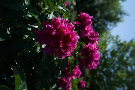 Beautiful pink peony flowers in the garden on a sunny spring dayの写真素材