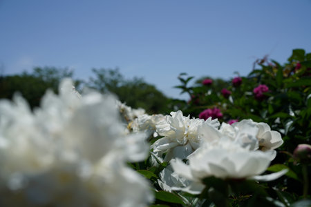 White peony flowers on a background of blue sky, nature.の写真素材