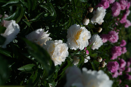 White and pink peony flowers in the garden on a sunny spring dayの写真素材