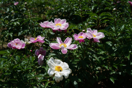 White and pink peony flowers in the garden on a sunny dayの写真素材