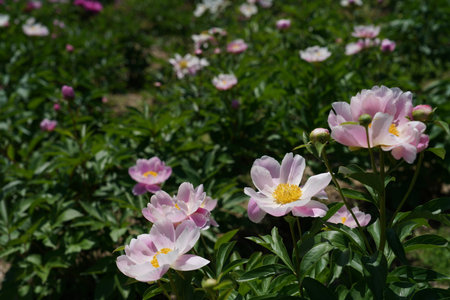 Beautiful peony flowers in the garden on a sunny day.の写真素材