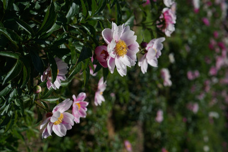 Peony flowers in the garden. Peony is a genus of flowering plants in the peony family.の写真素材