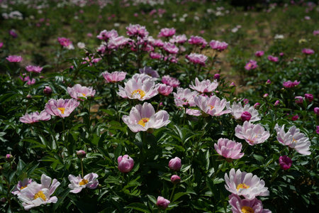 Peony flowers in full bloom in a garden in spring time.の写真素材