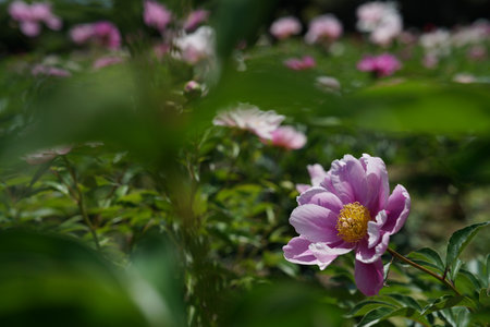 Beautiful peony flowers in the garden, close-up.の写真素材