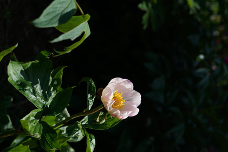 Peony flower in the garden in the rays of the setting sunの写真素材