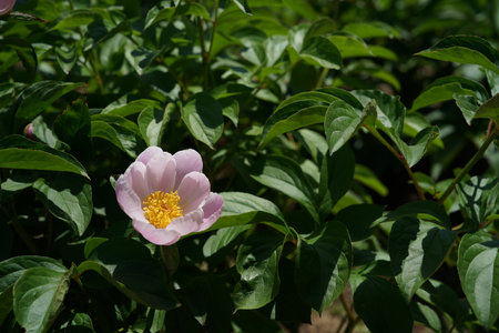 Peony flower in the garden on a background of green leaves.の写真素材