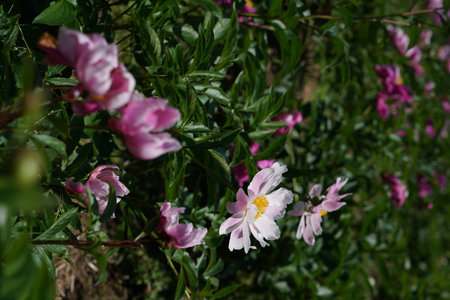 Peony flowers in the garden. Peony is a genus of flowering plants in the peony family.の写真素材
