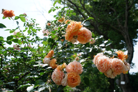 Beautiful orange roses in the garden on a sunny summer day.の写真素材