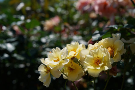 Blooming beautiful colorful roses in the garden background, Roses are beautiful with a beautiful sunny day.の写真素材