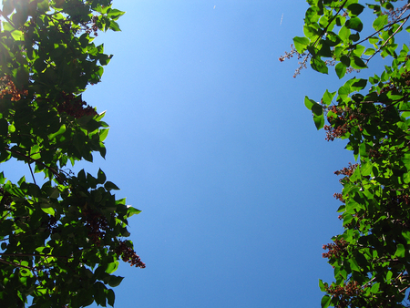 blue sky between tree branchesの写真素材