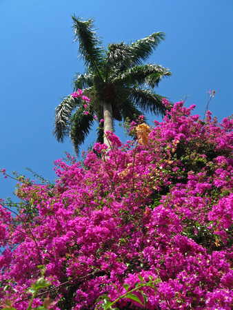 palm tree with flowers in floridaの写真素材