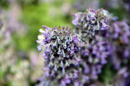 lavender flowers in the gardenの写真素材