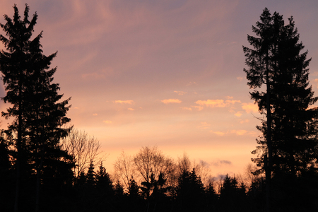 sunset in the woodsの写真素材