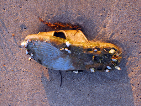 stop walking start living new habitat for seashellsの写真素材