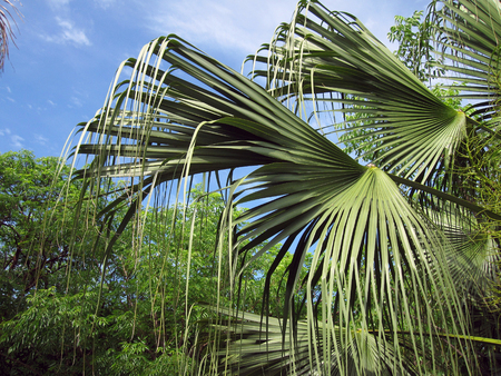large palm leaves with blue sky in the backgroundの写真素材