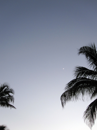 two palm trees and the moon on a clear skyの写真素材