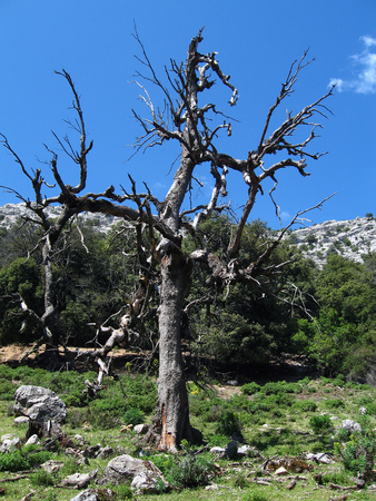 lonely dead tree withour leavesの写真素材