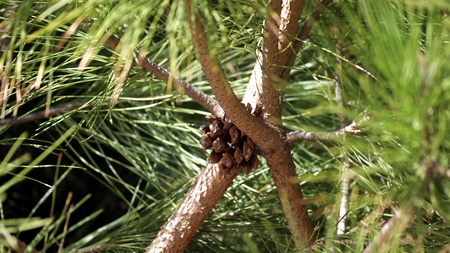 Trees: pine 2の写真素材