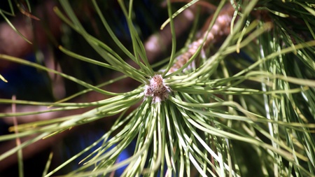 Trees: pineの写真素材