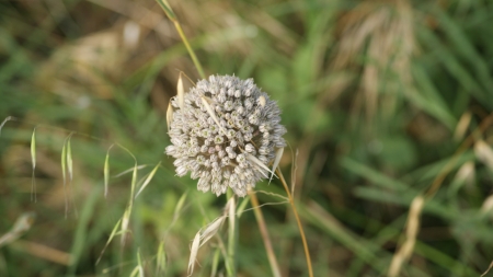 White flower on green backgroundの写真素材