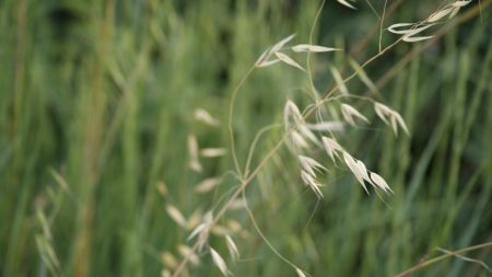 Green nature backgroundの写真素材