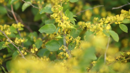 Yellow flowers background