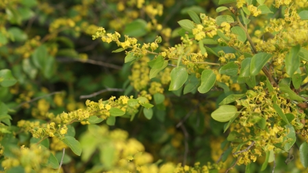 Yellow flowers backgroundの写真素材