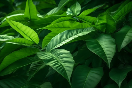 Green leaves background. Tropical leaves texture. Green leaves background. Green leaves background.の素材