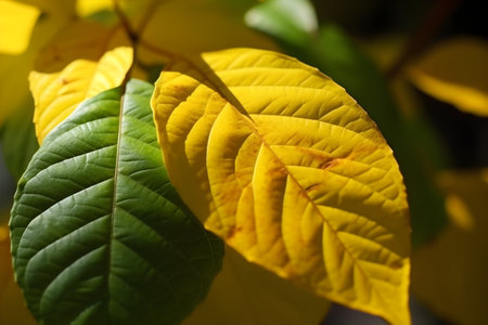 Yellow and green leaves on the tree in autumn season. Natural background.の素材