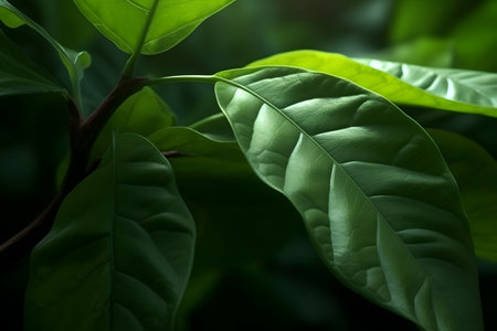 Close up of green leaf texture background. Green leaf texture background.の素材