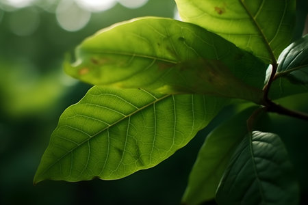 Green leaves in the morning light. Nature background. Selective focus.の素材