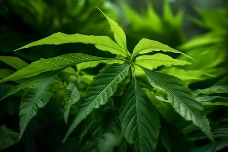 Cannabis leaf background. Green leaves of marijuana close-up.の素材