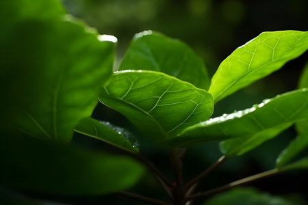 Close up of fresh green leaf in the garden. Nature background.の素材