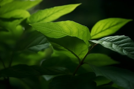 Close up view of green leaves in the forest. Nature background.の素材