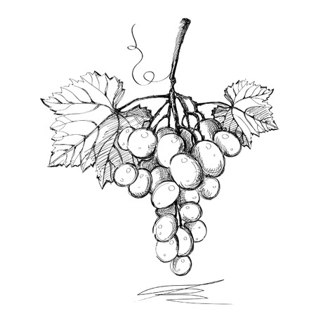 Grapes. Graphics. Illustration.のイラスト素材