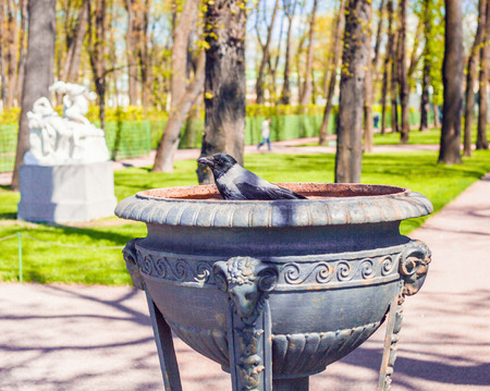 Gray crow in a cast iron vase in the summer garden in St. Petersburg.