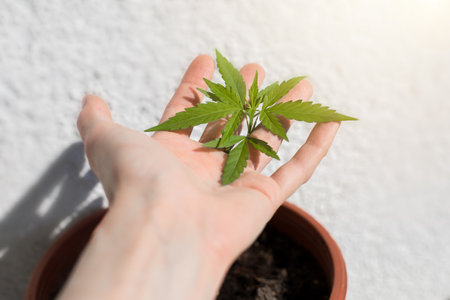 cannabis legalize - medical CBD, cannabis breed yourself in United States of America, and Canadaの写真素材