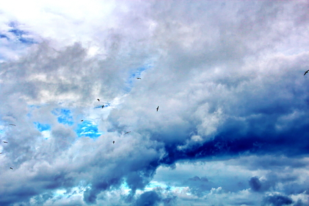 Seagulls and birds hovering in the sky against a background of white and colorful clouds and a coastline.の写真素材