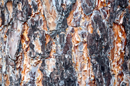 A close-up view of the land in the forest covered with a layer of coniferous needles, pine cones, branches, green moss, tree bark and mushrooms.の写真素材