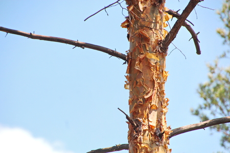 Bark of a tree with lichen elements, moss and pine trunks closeup.の写真素材