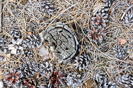 A close-up view of the land in the forest covered with a layer of coniferous needles, pine cones, branches, green moss, tree bark and mushrooms.の写真素材