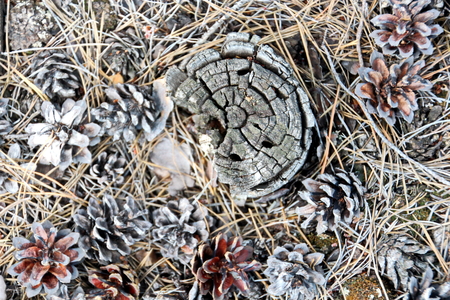 A close-up view of the land in the forest covered with a layer of coniferous needles, pine cones, branches, green moss, tree bark and mushrooms.の写真素材