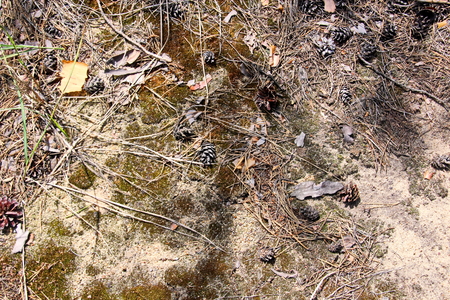 A close-up view of the land in the forest covered with a layer of coniferous needles, pine cones, branches, green moss, tree bark and mushrooms.の写真素材