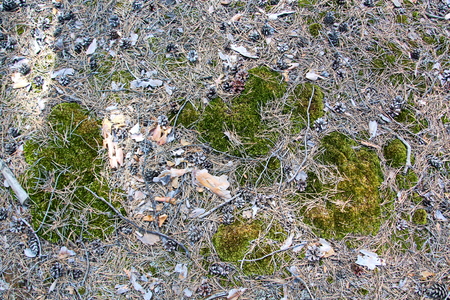 A close-up view of the land in the forest covered with a layer of coniferous needles, pine cones, branches, green moss, tree bark and mushrooms.の写真素材