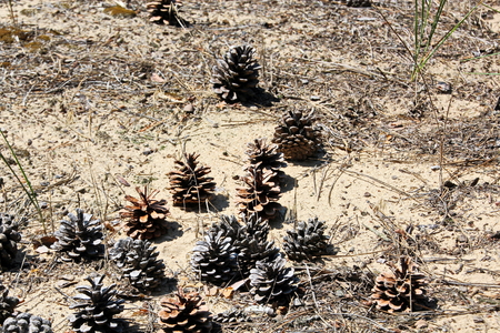 A close-up view of the land in the forest covered with a layer of coniferous needles, pine cones, branches, green moss, tree bark and mushrooms.の写真素材