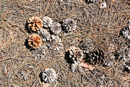 A close-up view of the land in the forest covered with a layer of coniferous needles, pine cones, branches, green moss, tree bark and mushrooms.の写真素材