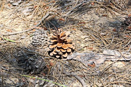 A close-up view of the land in the forest covered with a layer of coniferous needles, pine cones, branches, green moss, tree bark and mushrooms.の写真素材